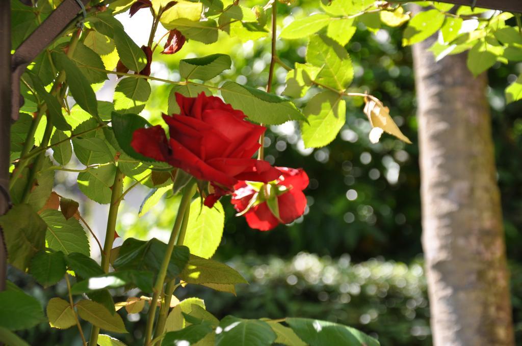 Aparthotel Casa Lari Stresa